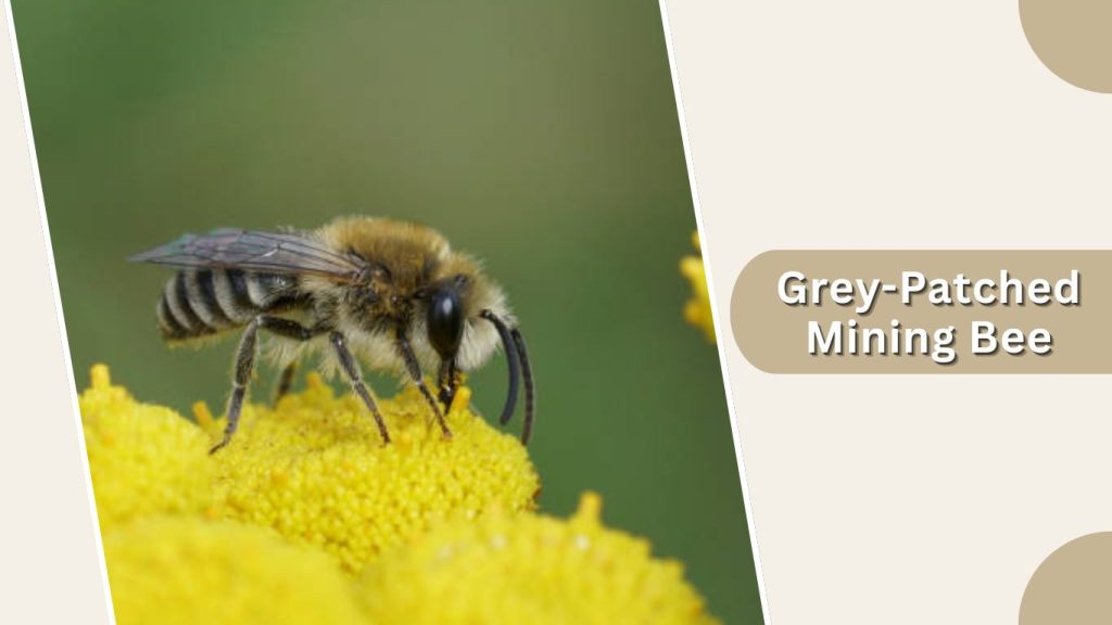 Grey-Patched Mining Bee