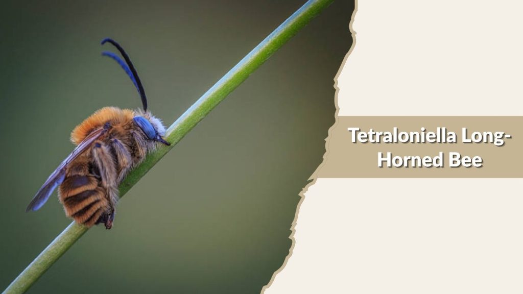 Tetraloniella Long-Horned Bee