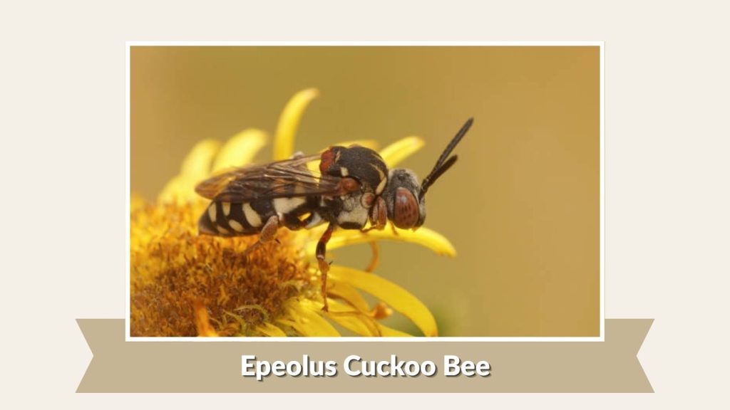 Epeolus Cuckoo Bee