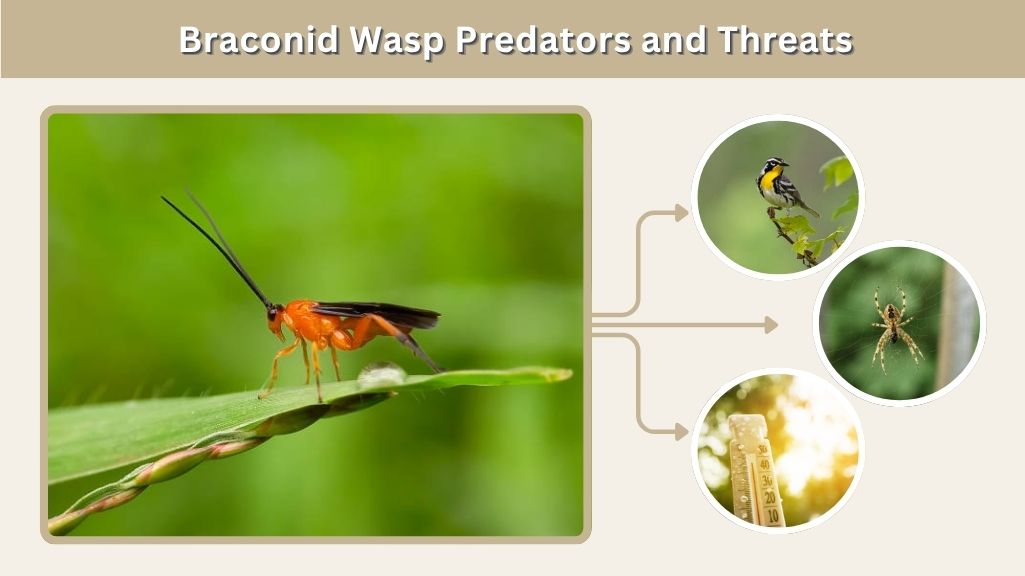 Braconid Wasp Predators and Threats