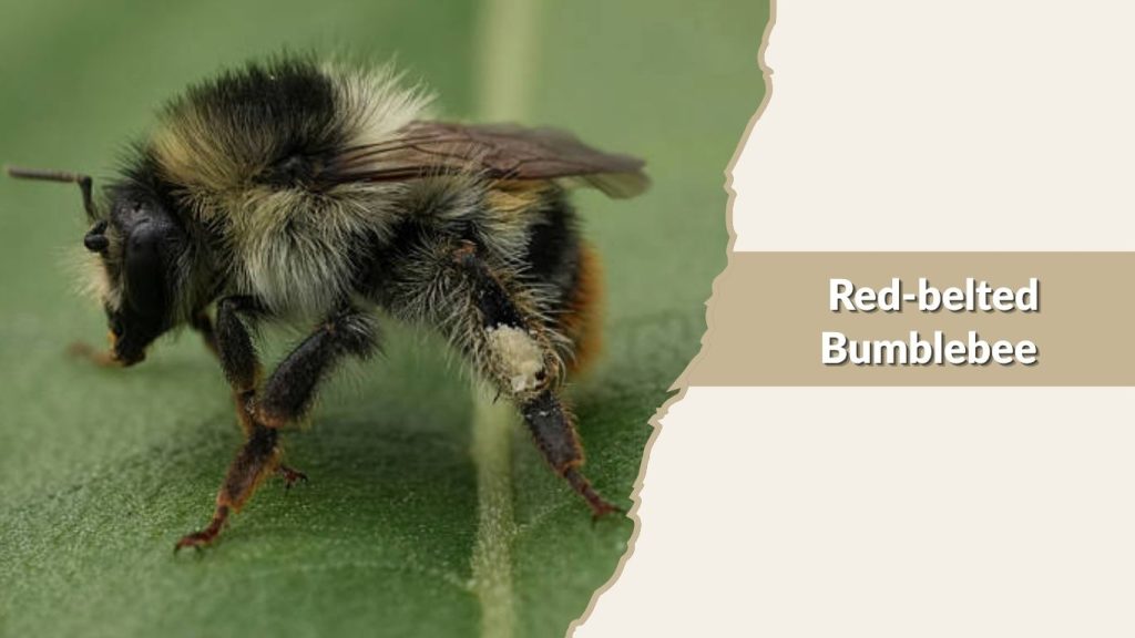 Red-belted Bumblebee