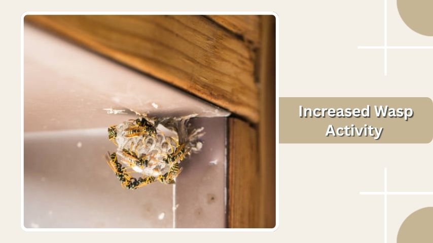  Increased Wasp Activity