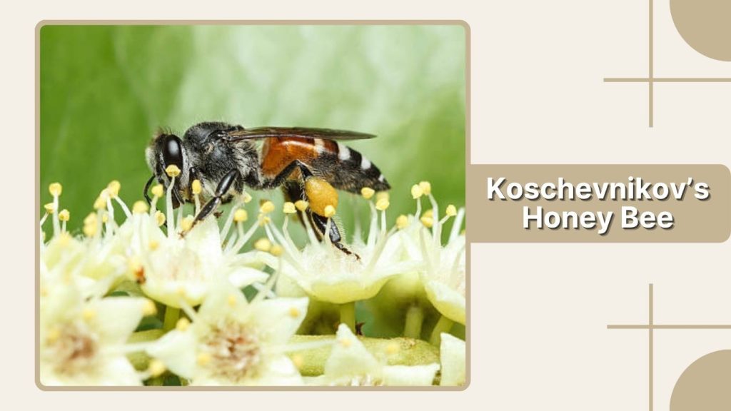 Koschevnikov’s Honey Bee