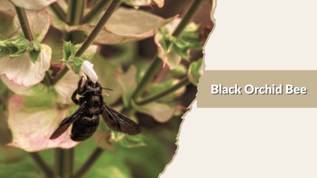Black Orchid Bee