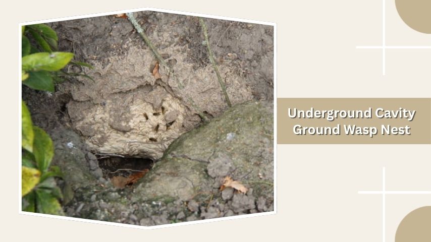 Underground Cavity Ground Wasp Nest