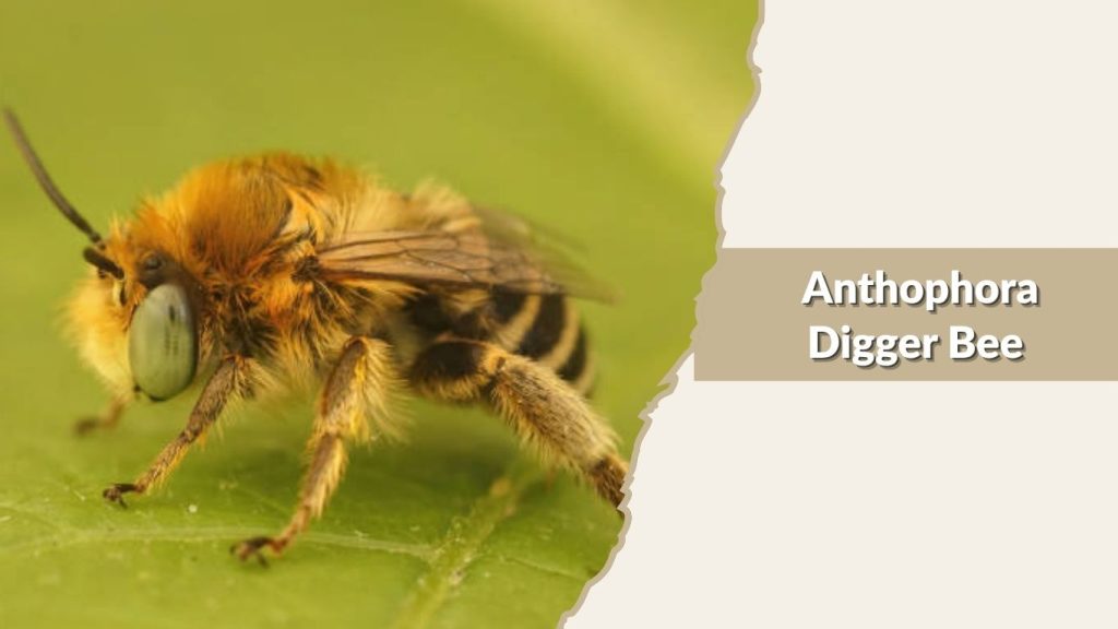 Anthophora Digger Bee