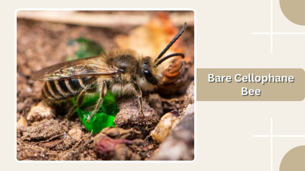  Bare Cellophane Bee