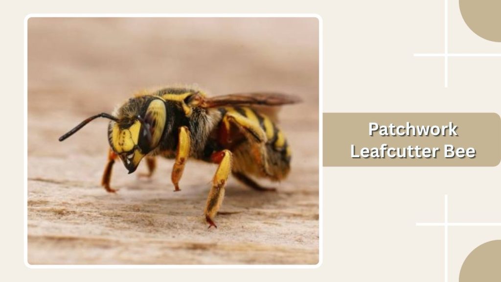 Patchwork Leafcutter Bee