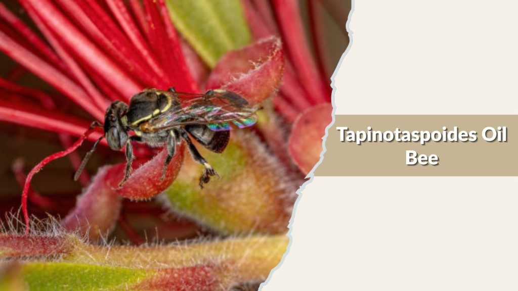 Tapinotaspoides Oil Bee