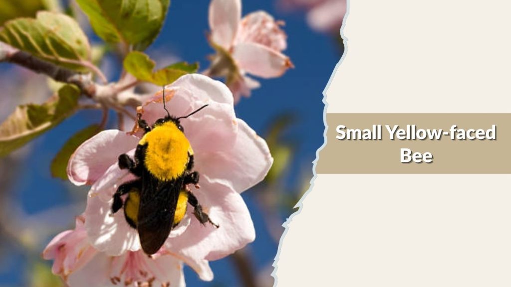 Small Yellow-faced Bee
