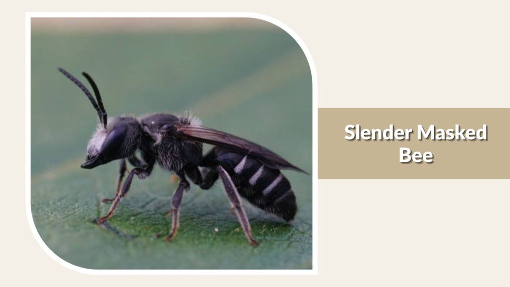 Slender Masked Bee