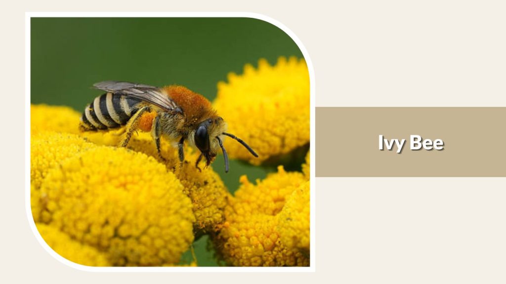 Ivy Bee