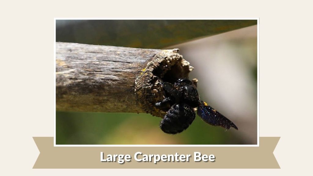 Large Carpenter Bee