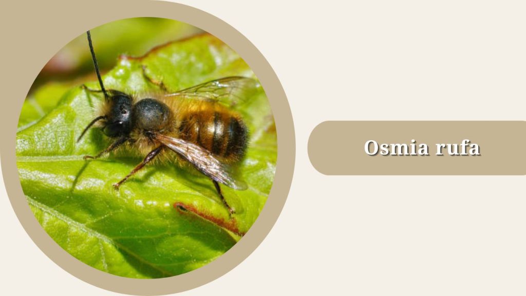 Osmia rufa