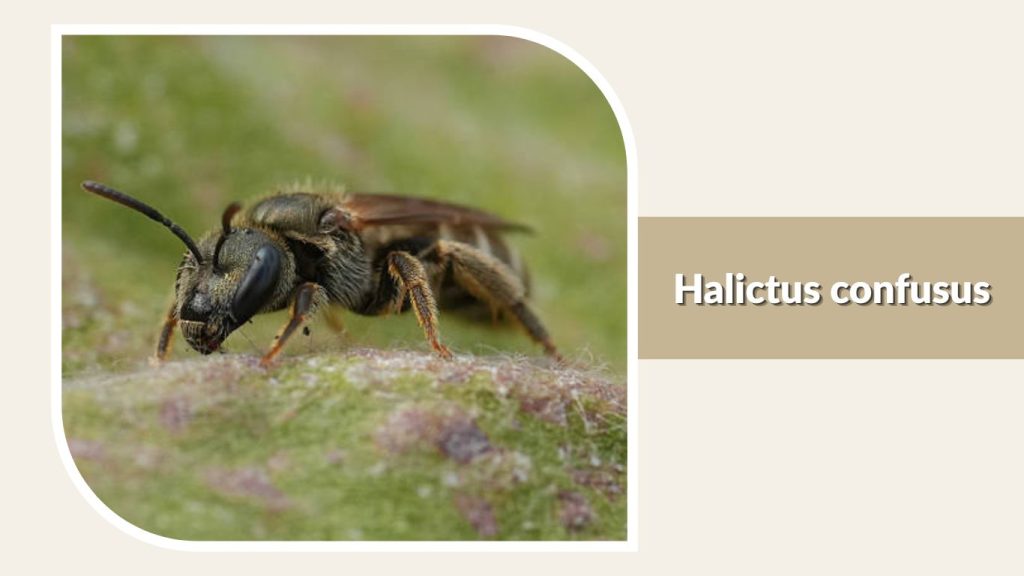 Halictus confusus