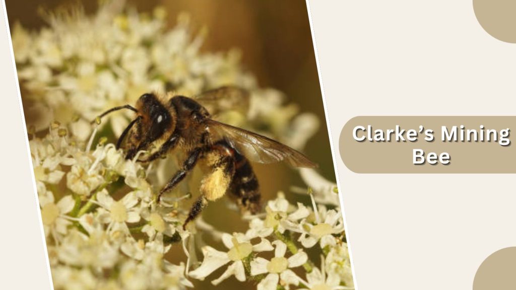 Clarke’s Mining Bee