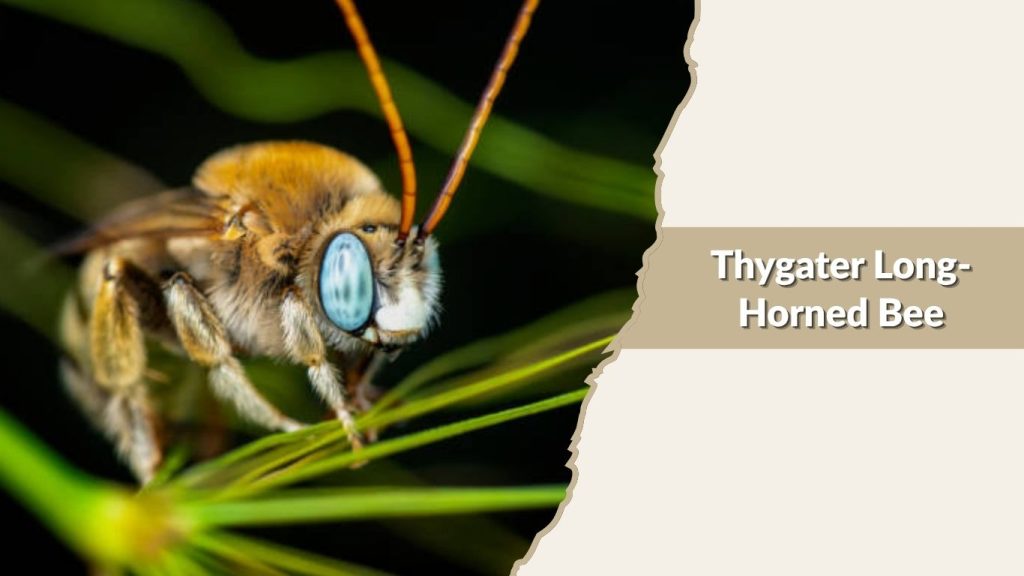 Thygater Long-Horned Bee
