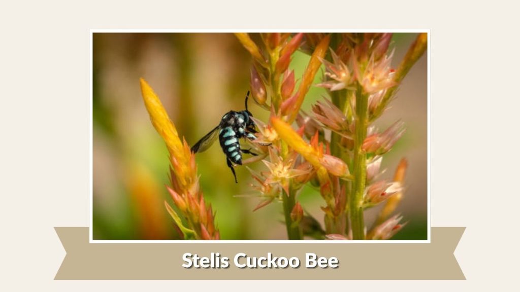 Stelis Cuckoo Bee