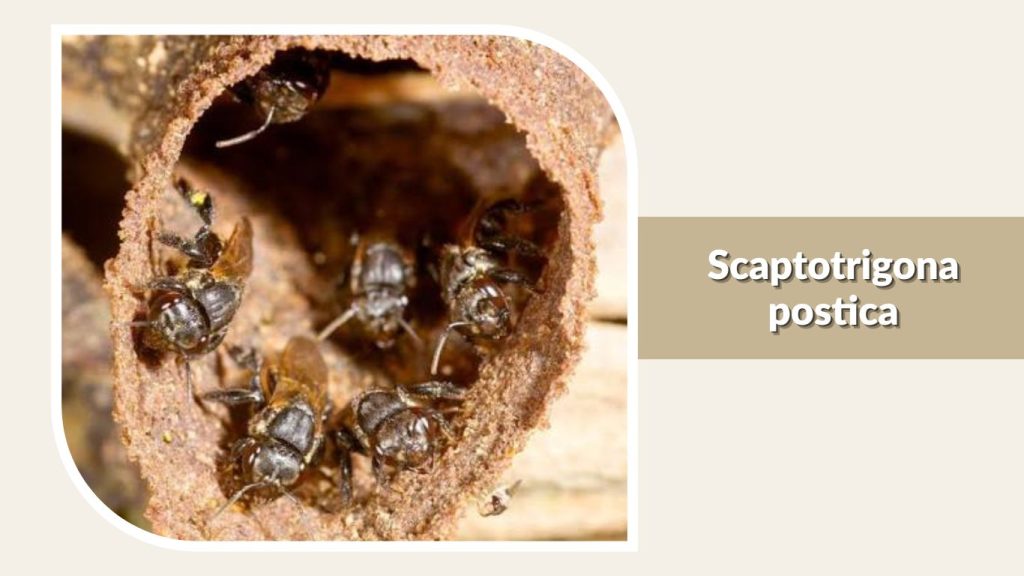  Scaptotrigona postica