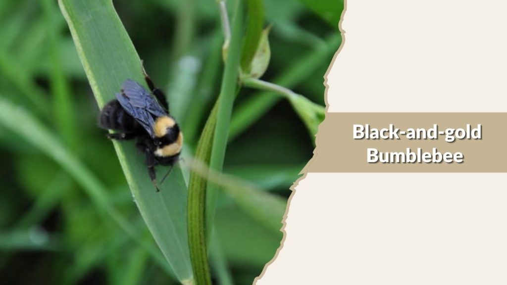 Black-and-gold Bumblebee