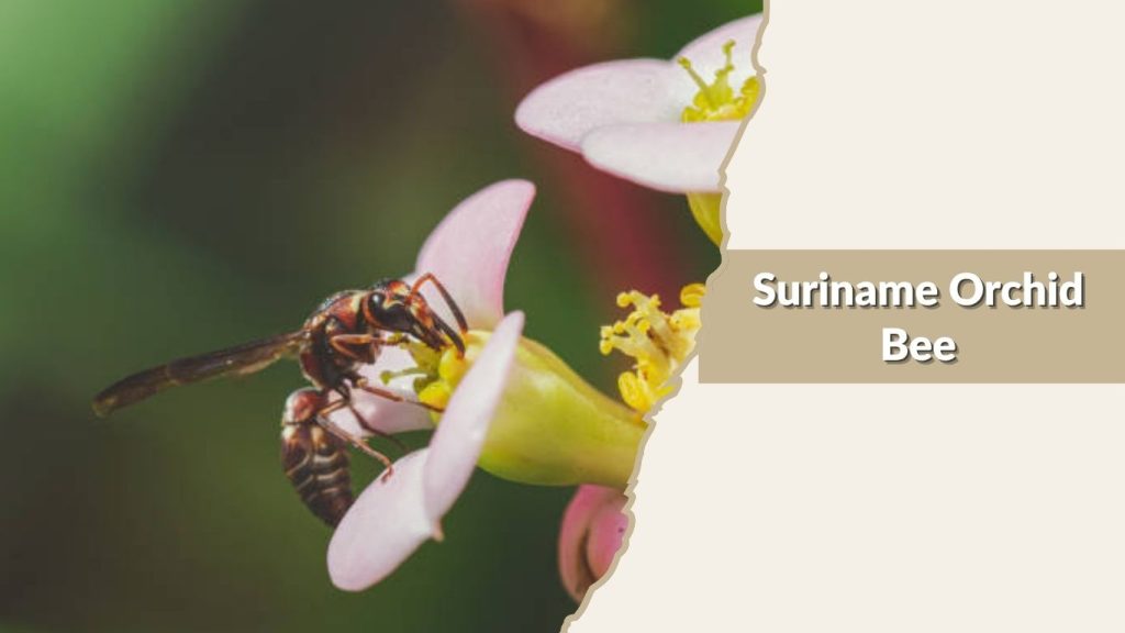 Suriname Orchid Bee