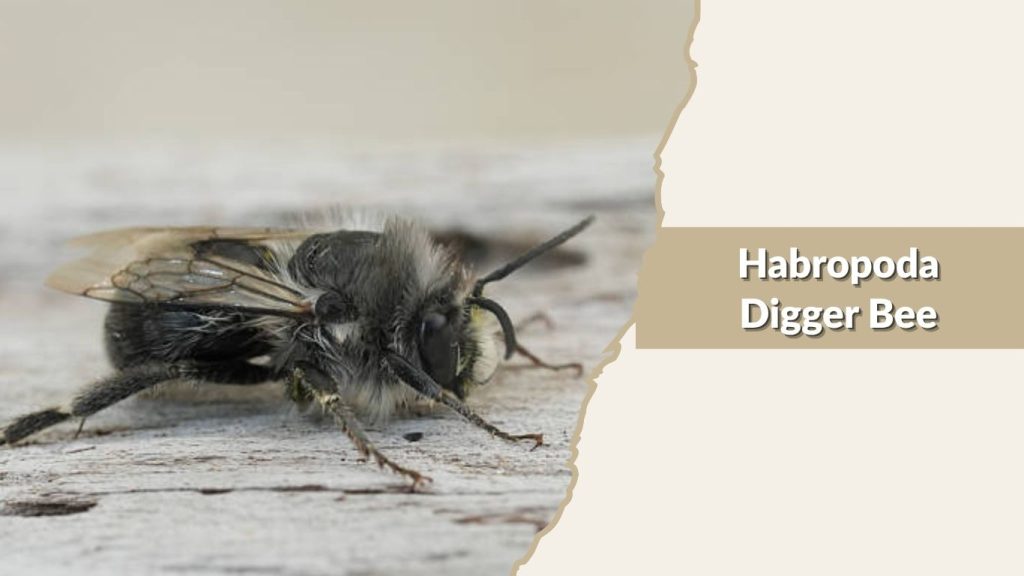 Habropoda Digger Bee