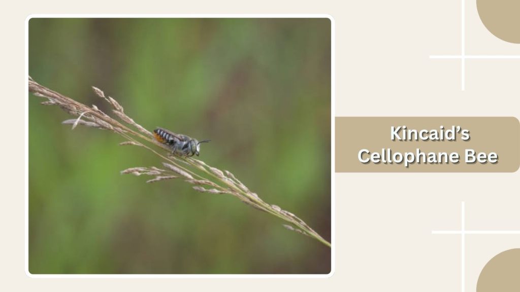 Kincaid’s Cellophane Bee