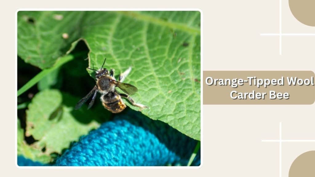 Orange-Tipped Wool Carder Bee
