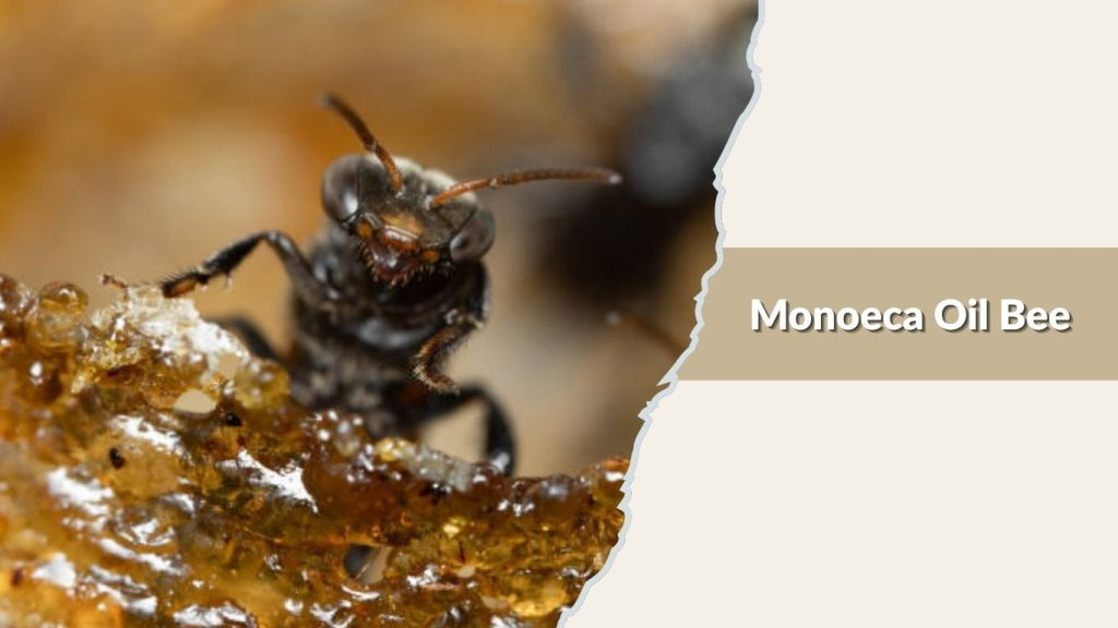 Monoeca Oil Bee