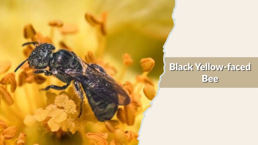 Black Yellow-faced Bee