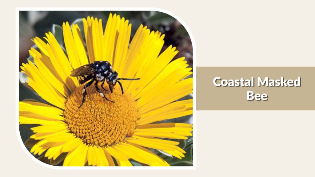 Coastal Masked Bee