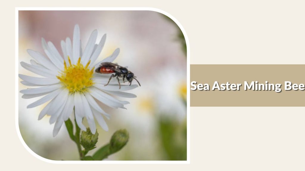 Sea Aster Mining Bee