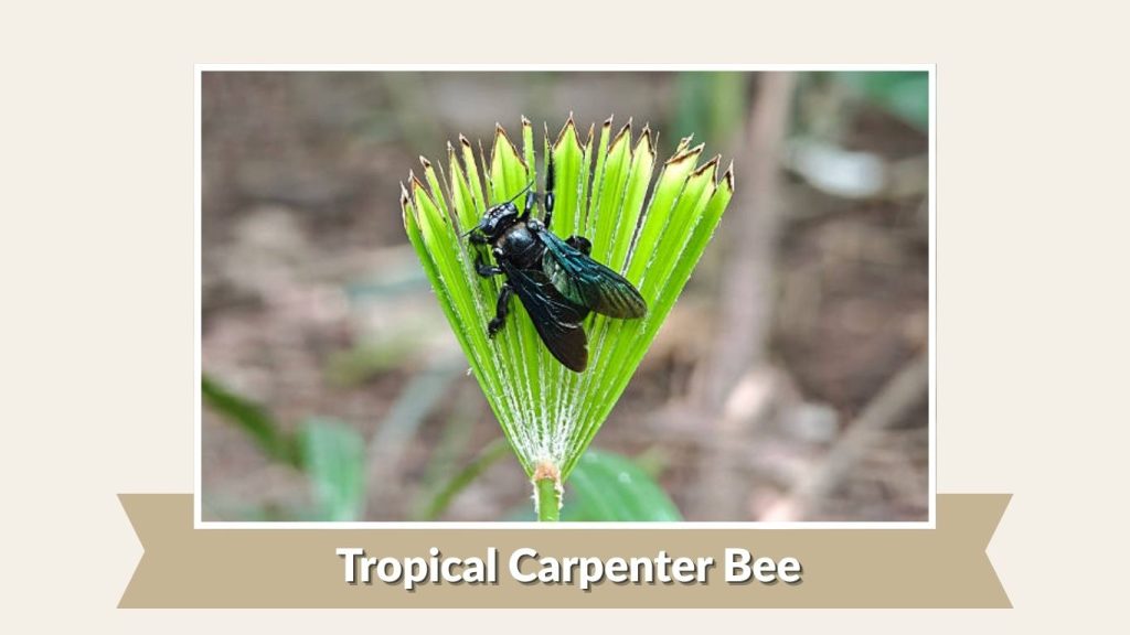 Tropical Carpenter Bee