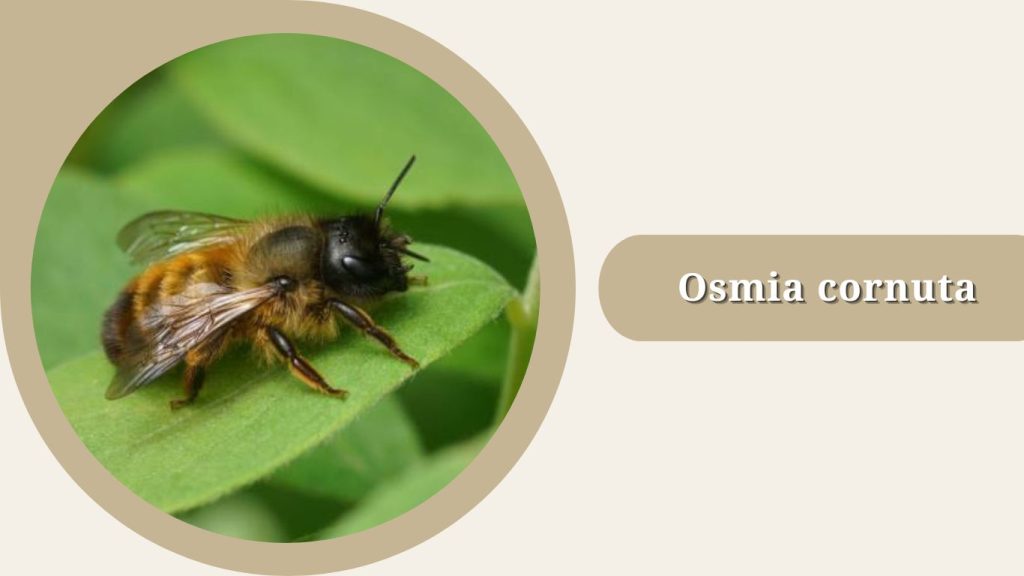 Osmia cornuta