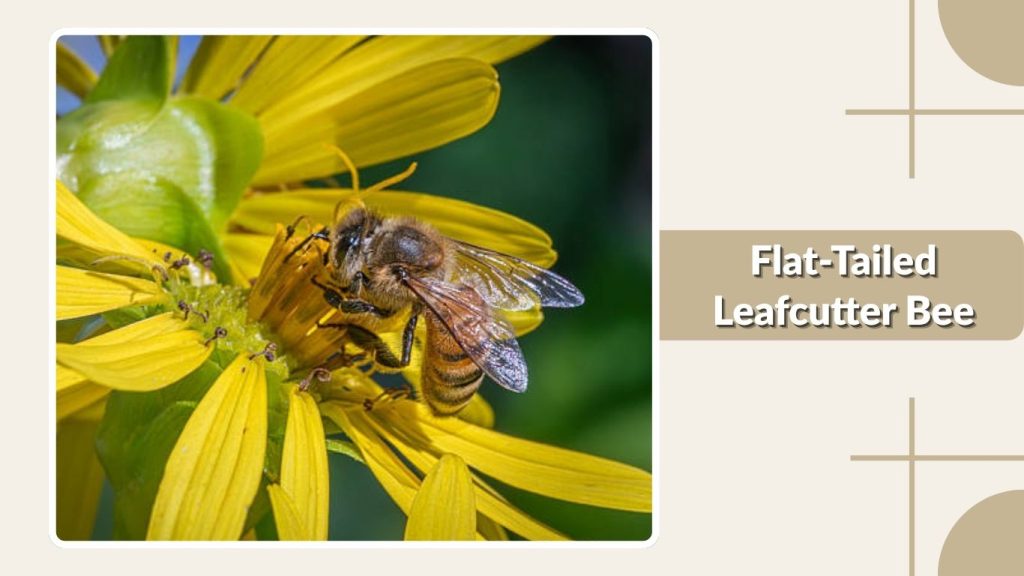 Flat-Tailed Leafcutter Bee
