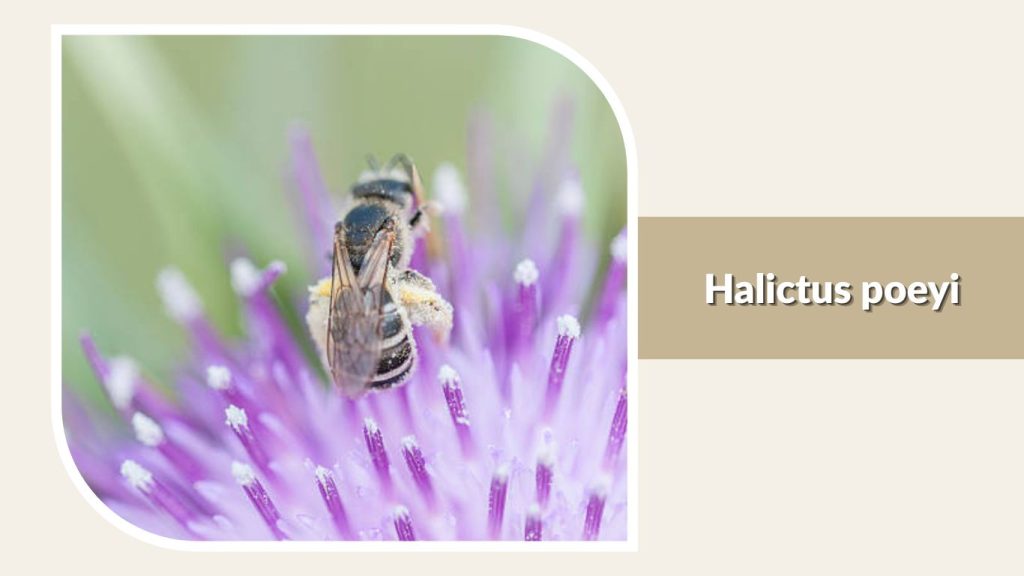 Halictus poeyi