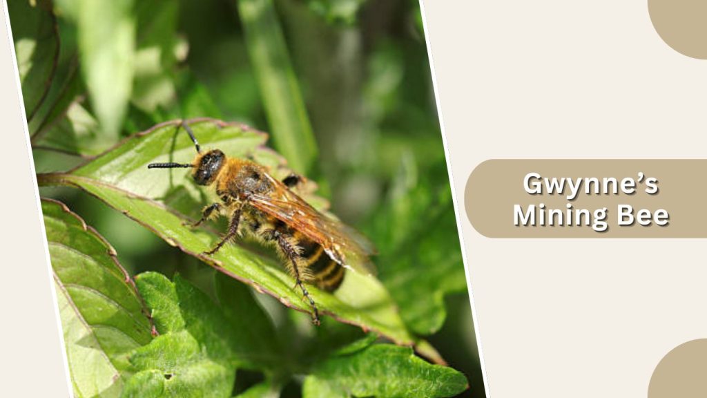 Gwynne’s Mining Bee