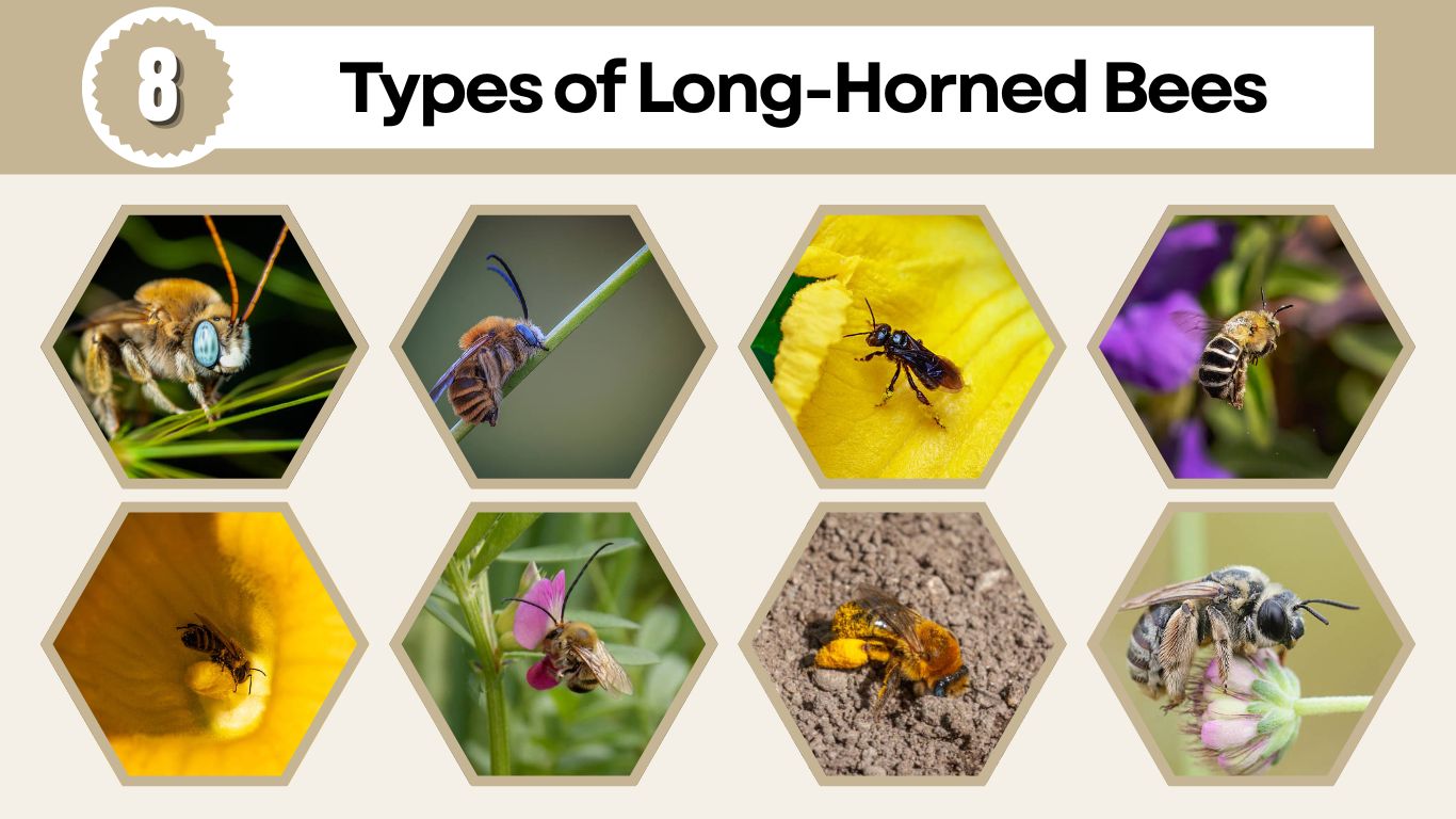 8 Types of Long-Horned Bees: Identification with Pictures