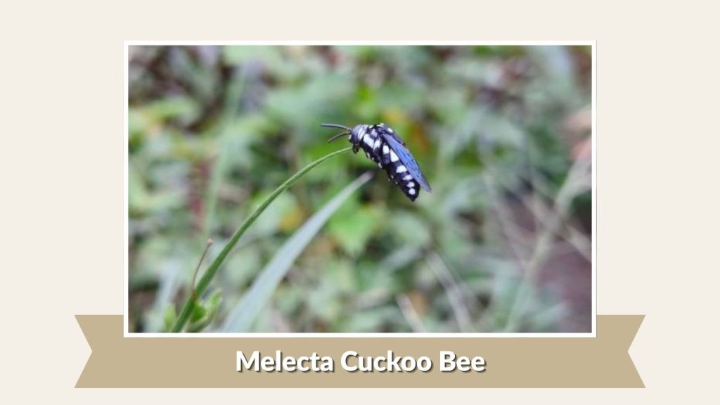 Melecta Cuckoo Bee