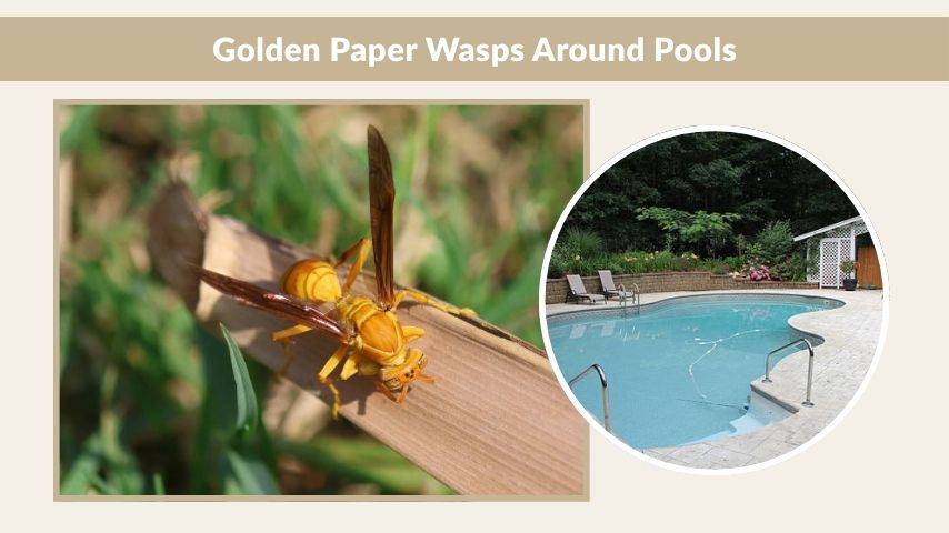 Golden Paper Wasps Around Pools