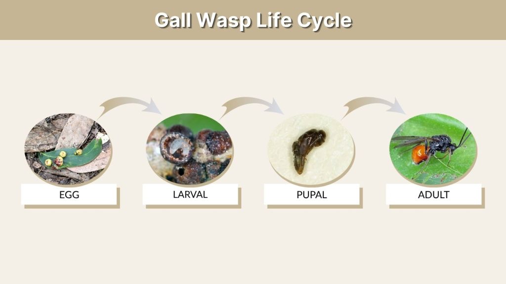 Gall Wasp Life Cycle