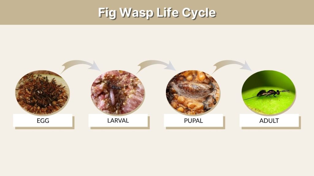 Fig Wasp Life Cycle