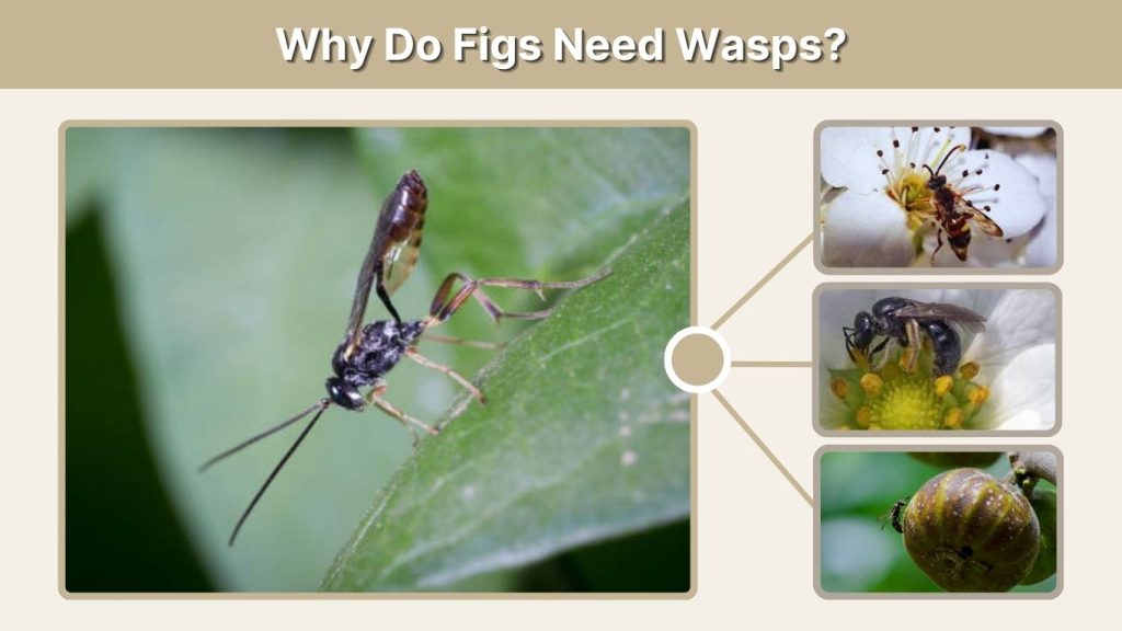 Why Do Figs Need Wasps?