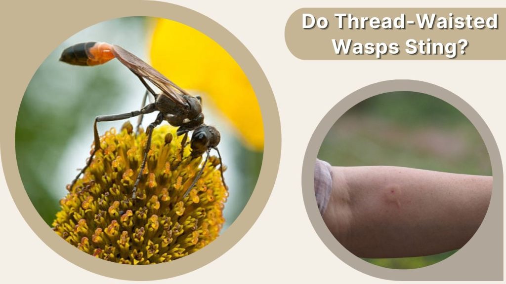 Do Thread-Waisted Wasps Sting?