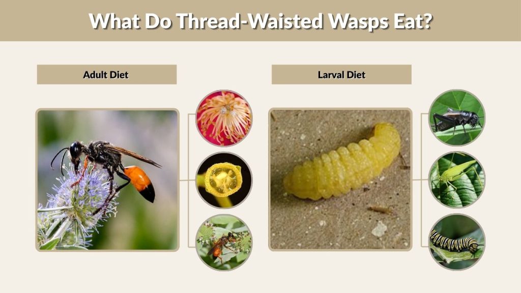 What Do Thread-Waisted Wasps Eat?