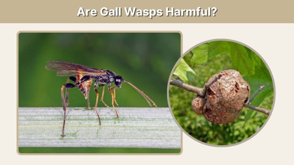 Are Gall Wasps Harmful?