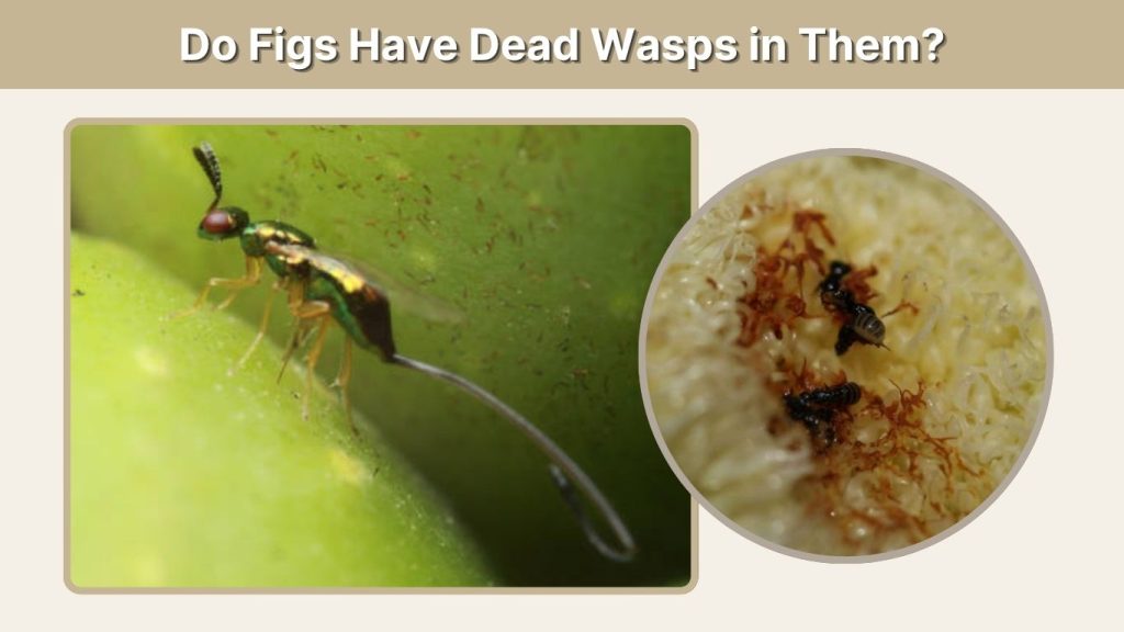 Do Figs Have Dead Wasps in Them?