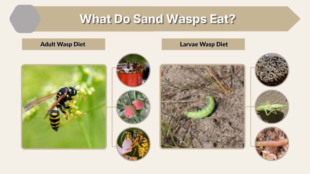 What Do Sand Wasps Eat?