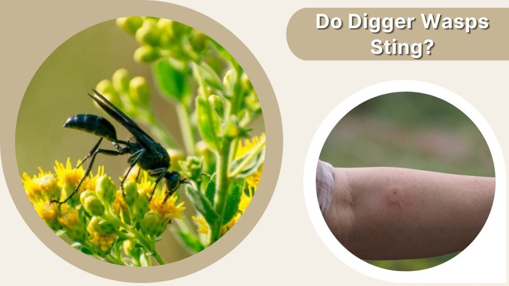 Do Digger Wasps Sting?