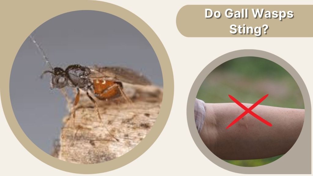 Do Gall Wasps Sting?